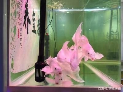 山西龍魚價格行情