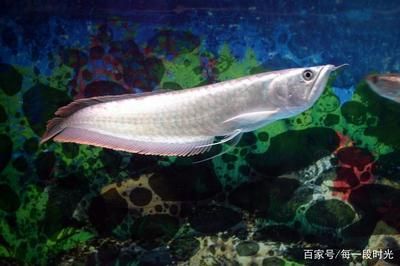 養銀龍魚的條件（養銀龍魚需要滿足一系列特定的條件，包括水質、光照、喂食等方面）