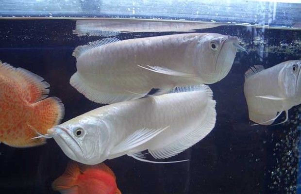 養銀龍魚的條件（養銀龍魚需要滿足一系列特定的條件，包括水質、光照、喂食等方面）