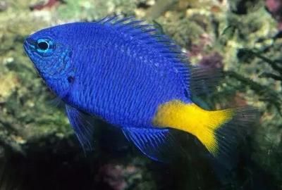 金龍魚藍魔鬼：金龍魚藍魔鬼的飼養條件