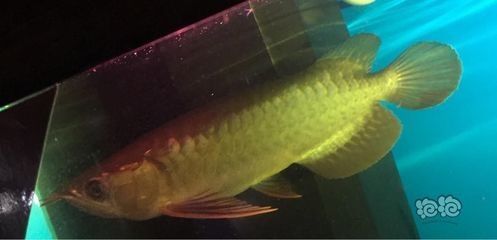 龍魚狀態不好,一驚一乍（龍魚狀態不好一驚一乍，龍魚狀態不好，一驚一乍可能由多種原因導致）