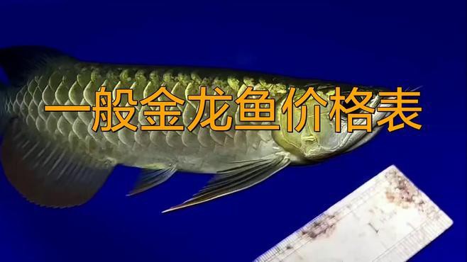 道道全和金龍魚的價格差異大嗎？