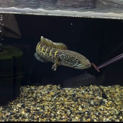 龍魚吃鳑鲏魚可以發色嗎：龍魚發色的方法和注意事項，