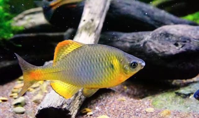 龍魚吃鳑鲏魚可以發色嗎：龍魚發色的方法和注意事項，