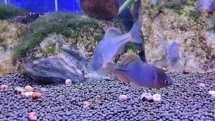 龍魚吃鳑鲏魚可以發色嗎：龍魚發色的方法和注意事項，