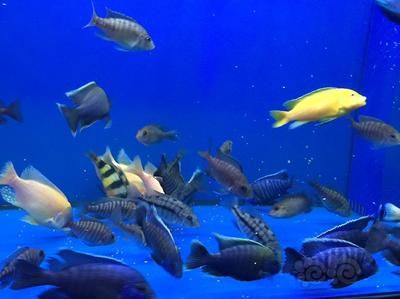 龍魚換魚缸背景：更換龍魚魚缸背景可能會導致龍魚出現趴缸現象 龍魚換魚缸背景：更換龍魚魚缸背景可能會導致龍魚出現趴缸現象 龍魚百科 第1張