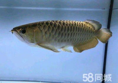 龍魚消毒：龍魚養殖龍魚的消毒法和消毒法和聚維碘酮消毒方法