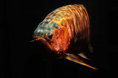 紅龍魚體型特征描述（紅龍魚的體型特征及生活習性）