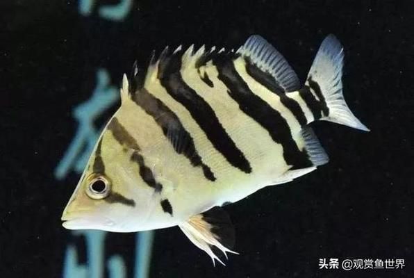 龍魚混養四大神獸好嗎（龍魚混養四大神獸有什么優點？）