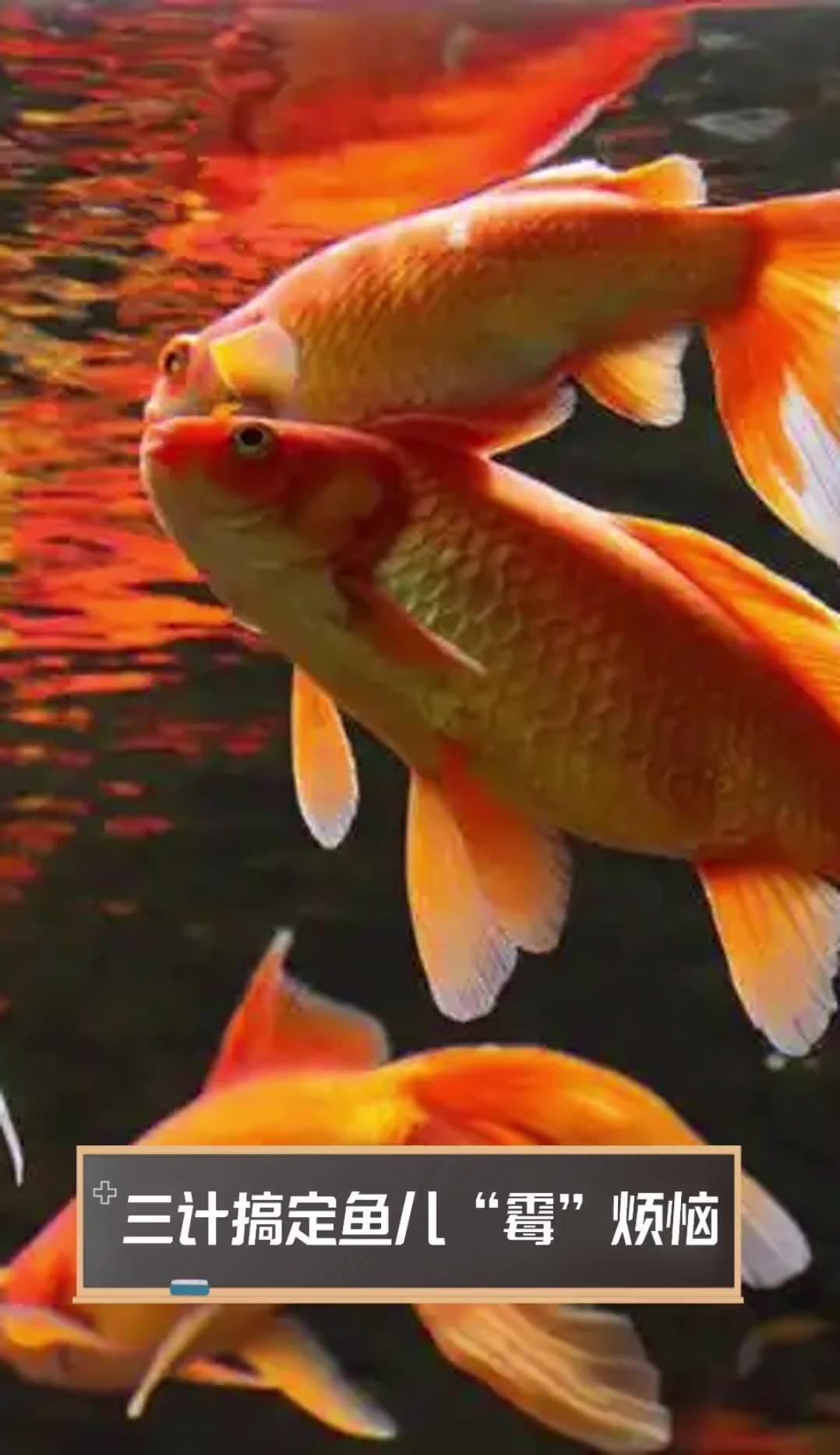 魚(yú)缸水霉病最佳消滅方法