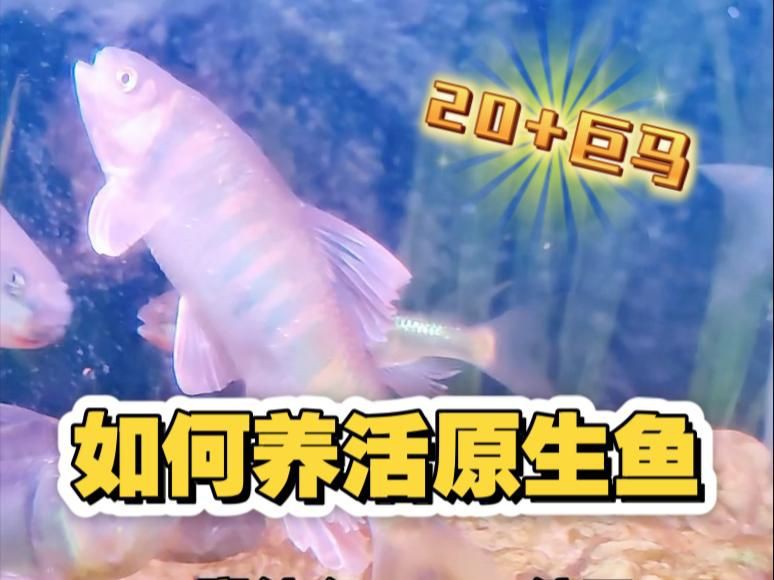 魚(yú)缸水霉病最佳消滅方法