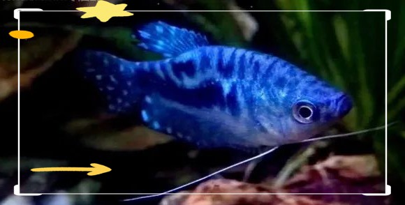 曼龍魚是哪里的
