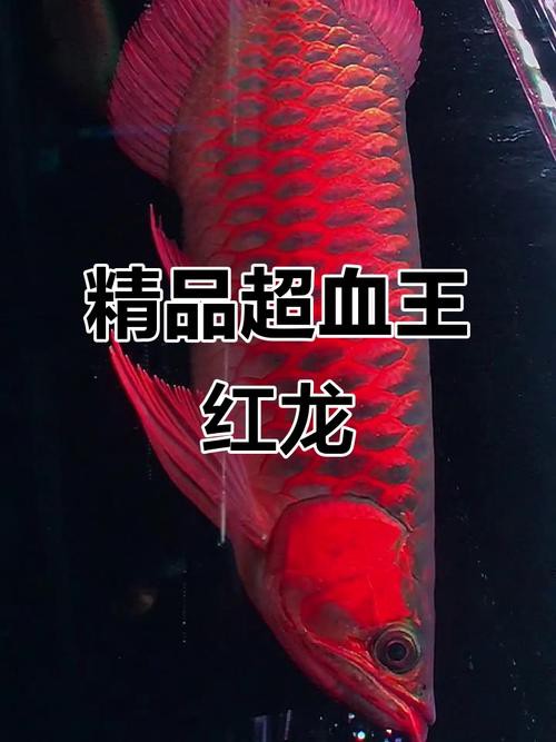 什么紅龍魚最貴的品種
