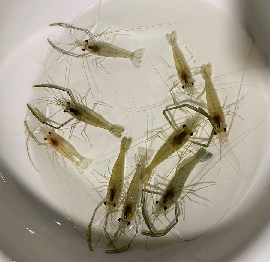 蝦臭了還能喂龍魚嗎（蝦臭了可以吃嗎？）