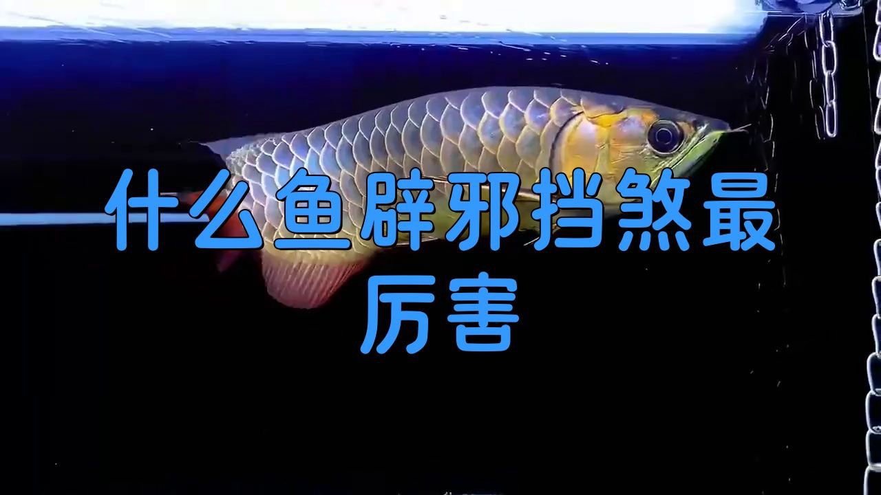 龍魚辟邪最厲害三個癥狀