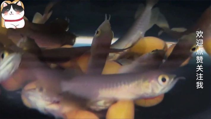 挑選金龍魚幼苗需要注意以下幾個方面：金龍魚幼苗需要注意：如何挑選金龍魚幼苗