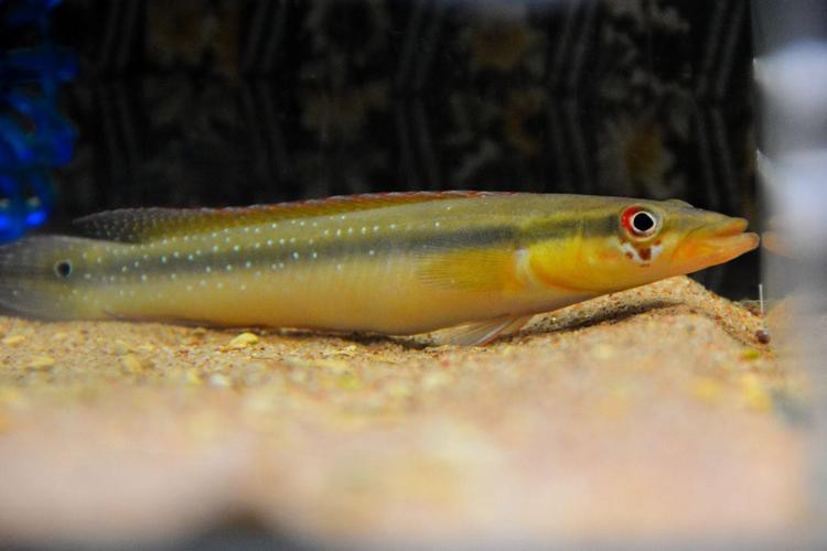 申古一型孔雀龍魚