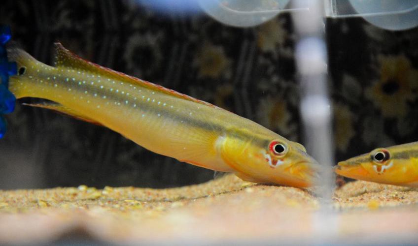 申古一型孔雀龍魚