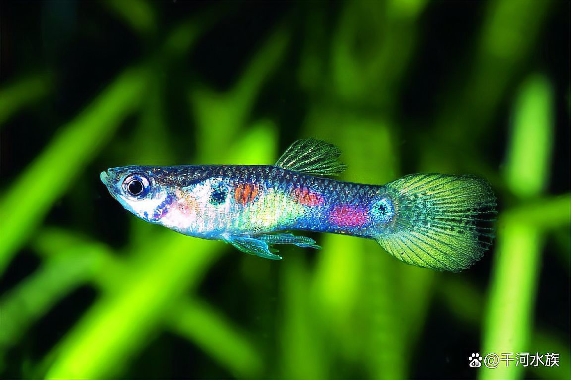 申古一型孔雀龍魚