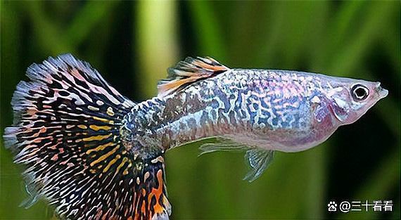 申古一型孔雀龍魚