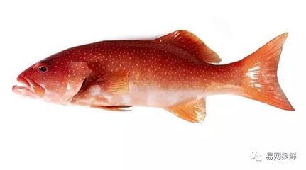 品牌大盤點，知名品牌與熱門選擇全 品牌大盤點，知名品牌與熱門選擇全 速倍妥 第2張