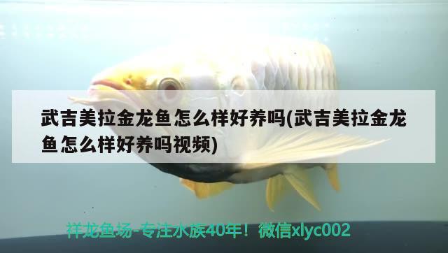 吉美拉金龍魚品相習性全解析，養殖難度