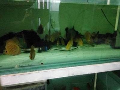 觀賞魚繁殖基地排名榜，實力大比拼，哪家更勝