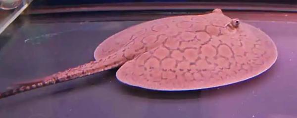 開燈喂前，那些被忽視的寵物喂養關鍵細節與