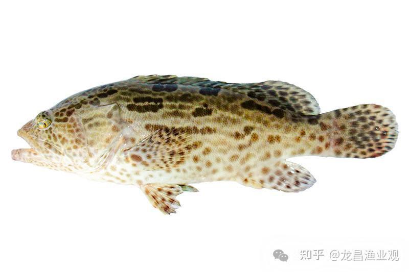 石斑魚圖片大全大圖，浙江畬族石斑唇魚