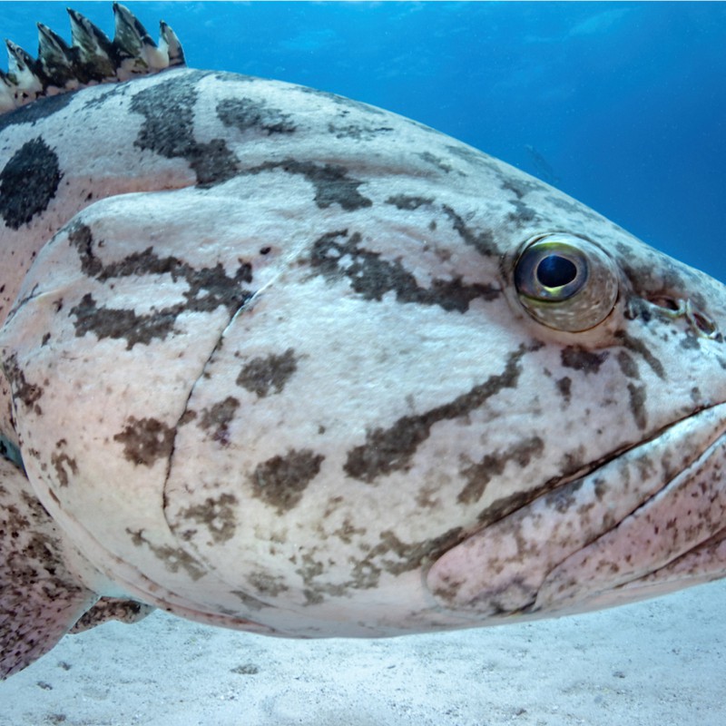 石斑魚圖片大全大圖，浙江畬族石斑唇魚