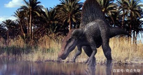 紅龍魚價格表大圖全覽，探秘市場行情