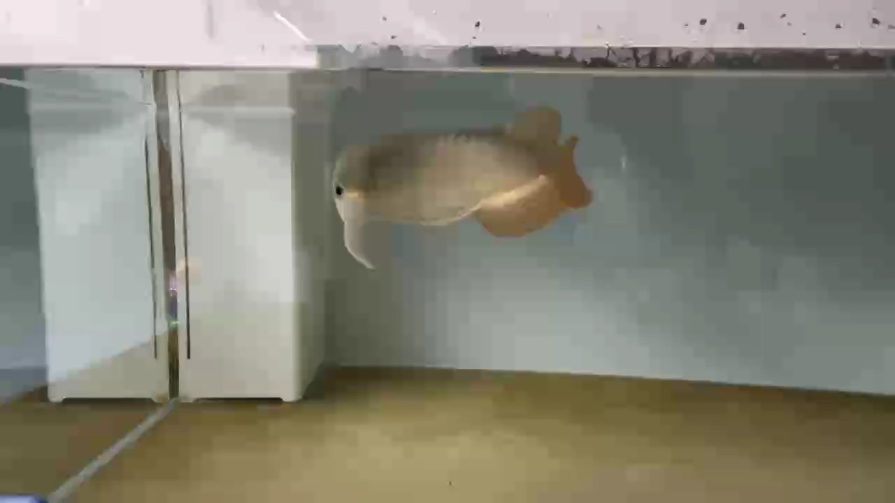 你也來一段吧，我也很喜歡升仔這一副模樣！ 你也來一段吧，我也很喜歡升仔這一副模樣！ 龍魚論壇