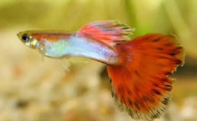 孔雀魚和紅箭魚雜交后代，孔雀魚與紅箭魚同屬花鳉科，因親緣關系近且生活習性相似