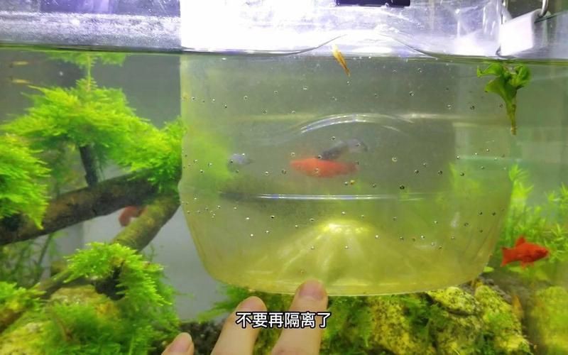 孔雀魚和紅箭魚雜交后代，孔雀魚與紅箭魚同屬花鳉科，因親緣關系近且生活習性相似