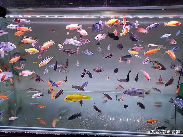 孔雀魚和紅箭魚雜交后代，孔雀魚與紅箭魚同屬花鳉科，因親緣關系近且生活習性相似