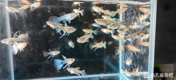 孔雀魚和紅箭魚雜交后代，孔雀魚與紅箭魚同屬花鳉科，因親緣關系近且生活習性相似