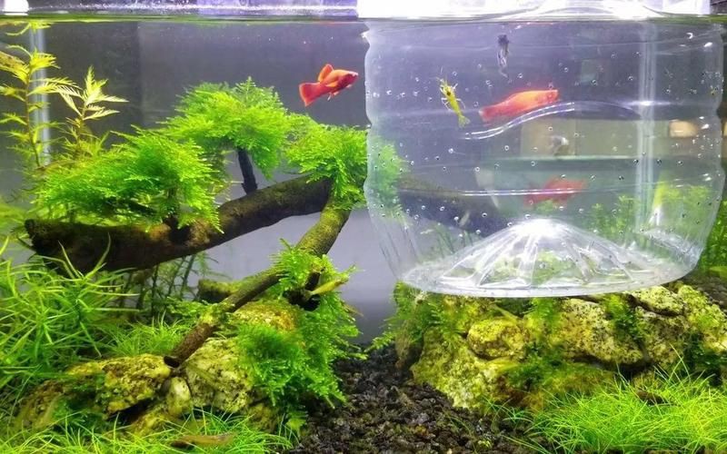 孔雀魚和紅箭魚雜交后代，孔雀魚與紅箭魚同屬花鳉科，因親緣關系近且生活習性相似