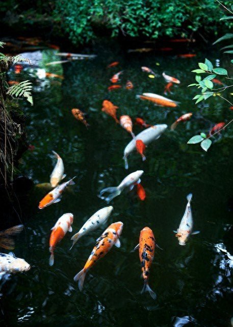 什么屬相不適合養(yǎng)魚，什么屬相的人不適合養(yǎng)魚