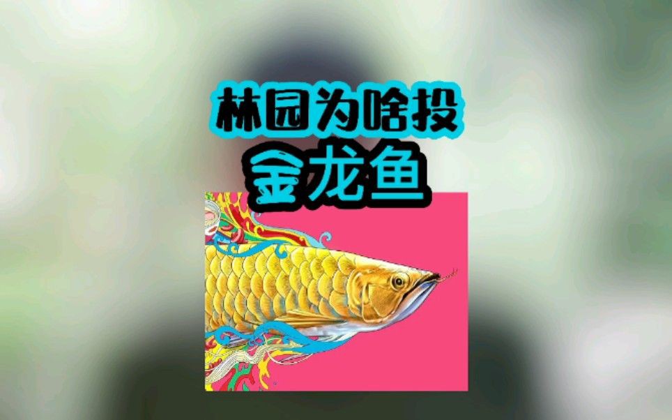 林園看好金龍魚的原因，林園投資金龍魚的核心邏輯