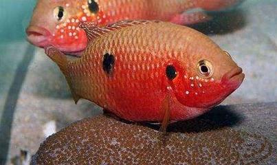 魚缸抽水泵推薦(什么牌子的魚缸抽水泵質(zhì)量好) 九鼎魚缸 第2張 魚缸抽水泵推薦(什么牌子的魚缸抽水泵質(zhì)量好) 魚缸抽水泵推薦(什么牌子的魚缸抽水泵質(zhì)量好) 九鼎魚缸 第2張