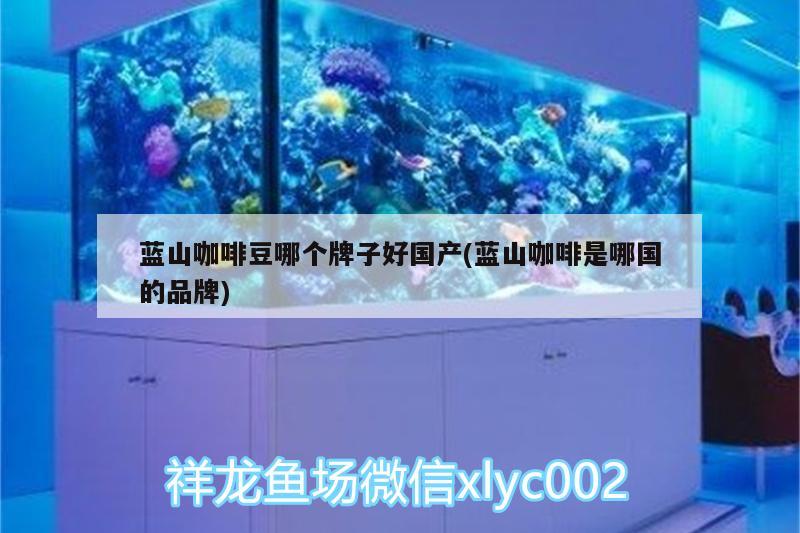 藍山咖啡豆哪個牌子好國產(藍山咖啡是哪國的品牌)
