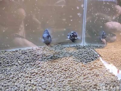 龍魚一般多久才不膽小了：龍魚之膽，探尋其褪去怯懦的時長之謎
