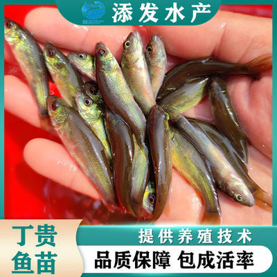 吉印嘉禾是做什么的公司(南京吉印嘉禾產業園誰開發的) 吉印水族 第2張 吉印嘉禾是做什么的公司(南京吉印嘉禾產業園誰開發的) 吉印嘉禾是做什么的公司(南京吉印嘉禾產業園誰開發的) 吉印水族 第2張