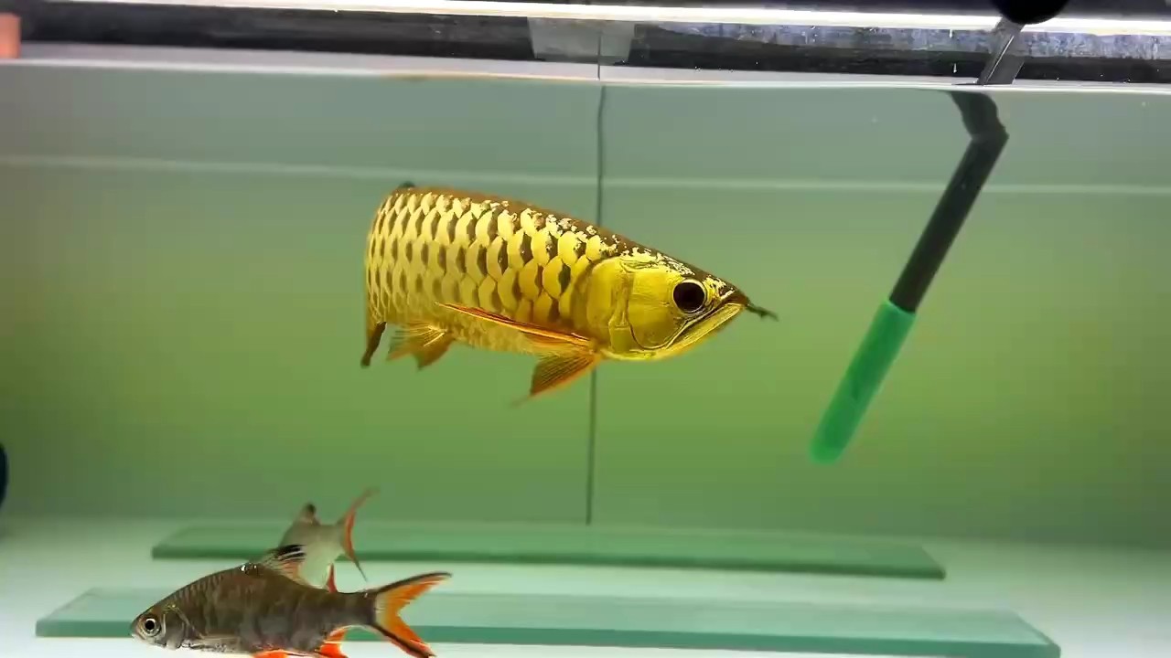 記錄一下這條迷彩