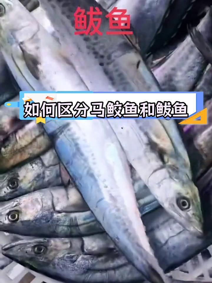 馬鮫魚和鲅魚的區別，馬鮫魚與鲅魚有什么關系您要的答案來了