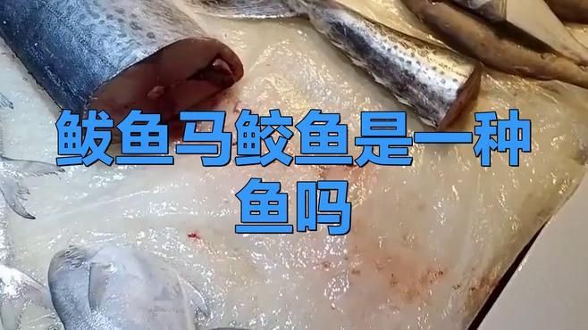 馬鮫魚和鲅魚的區別，馬鮫魚與鲅魚有什么關系您要的答案來了