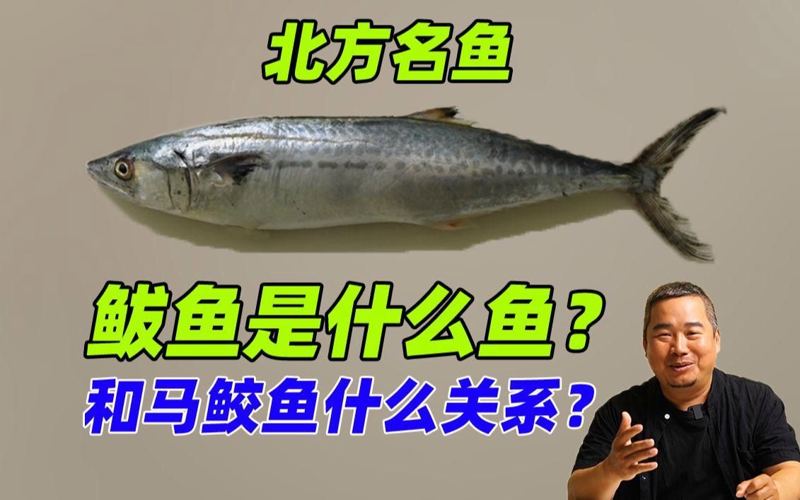 馬鮫魚和鲅魚的區別，馬鮫魚與鲅魚有什么關系您要的答案來了