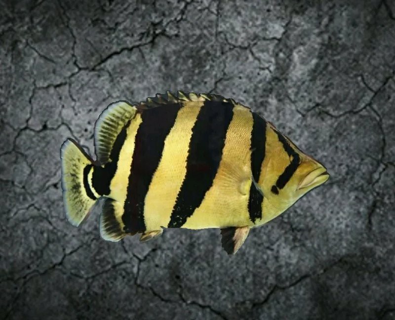 三紋印尼虎為啥那么貴【三紋印尼虎的價格】