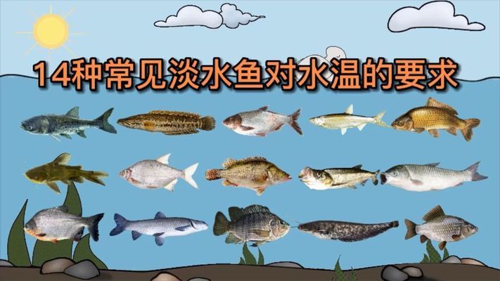龍魚身上有白色絮狀物圖片大全：龍魚身上白色絮狀物之謎，探尋背后的真相與應(yīng)對(duì)之策