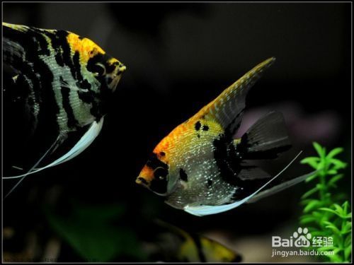 適合魚缸的背景圖（ 適合魚缸的背景圖片大全） 適合魚缸的背景圖（ 適合魚缸的背景圖片大全） 龍魚之家 第1張